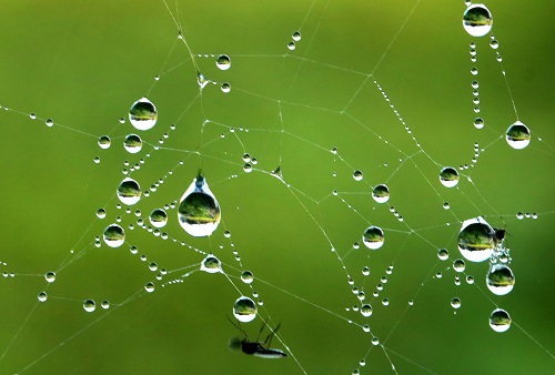 web droplets